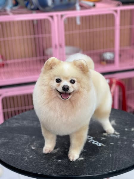 Hình ảnh Bệnh Viện Thú Y Chợ Mới - 4