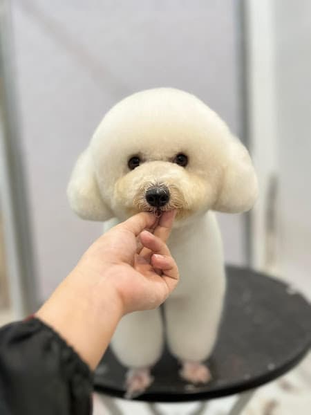 Hình ảnh DOCA'S HOUSE_Dịch vụ chăm sóc thú cưng tại Rạch Giá - 2