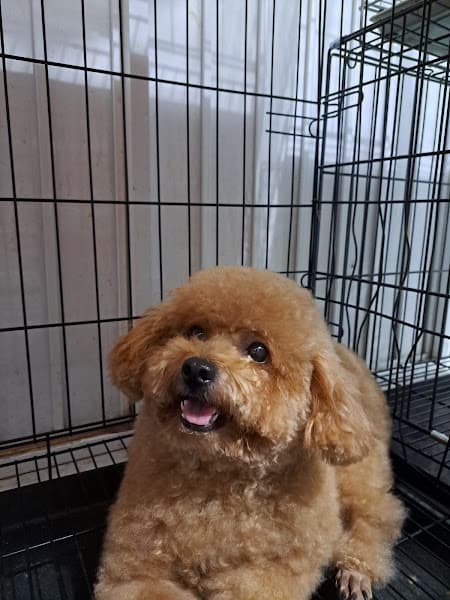 Phòng Khám Thú Y Pet Health Centre Xuân Lộc