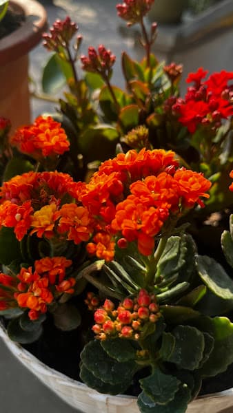 Hình ảnh Tăcn CHINH GAM - 3