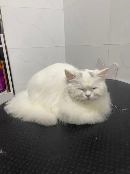 Hình ảnh Royal Grooming Spa- Spa tắm mèo chuyên nghiệp - 5