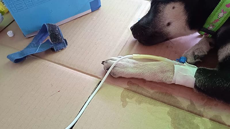 Hình ảnh Cửa hàng Thuốc Thú y Châu Toàn - 2