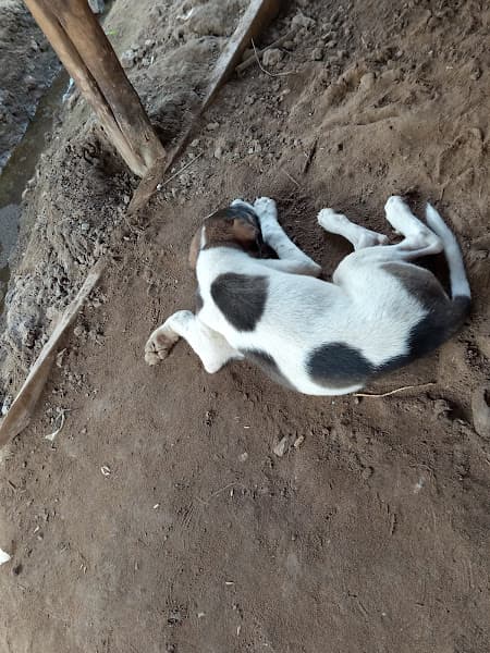 Phòng Khám Thú Y Hoàng Thúy