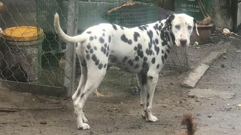 Hình ảnh Cửa hàng thú cưng Phúc Đốm - 4