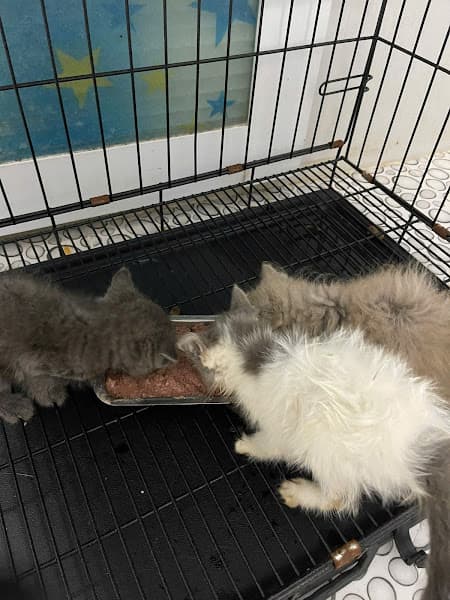 Hình ảnh Phòng Khám Thú Y PET LIBERTY - 2