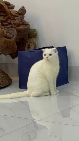 Ảnh bìa Phòng khám thú y Ecopet