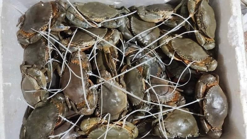 Hình ảnh Nhà Hàng Hải Âu Cô Tô - 3