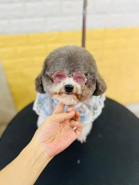 Hình ảnh Phòng Khám Thú Y Ocean Pet - 2