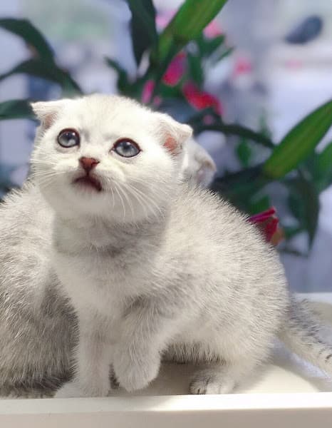 Hình ảnh PETGOLD - Siêu thị thú cưng - 2