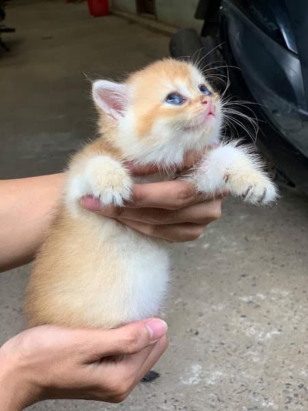 Hình ảnh Văn Phòng Trại Mèo Thuần Chủng Miu Farm BMT - 2