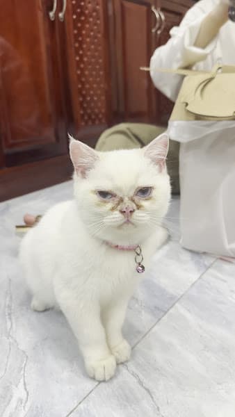 Hình ảnh Bệnh Xá Thú Y Trường Đại học Cần Thơ - 3