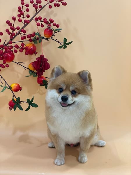 Hình ảnh Gạopet - dịch vụ chăm sóc thú cưng Ba Tri - 4