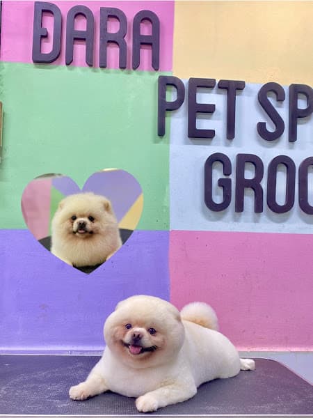 Hình ảnh Đara pet spa - 2
