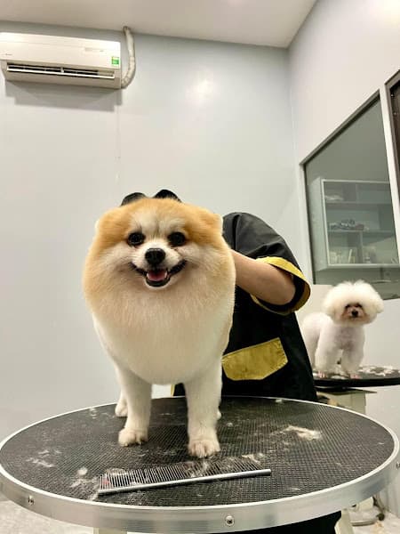 Hình ảnh Trung Tâm Chăm Sóc Thú Y Moon Pet Lào Cai - 3