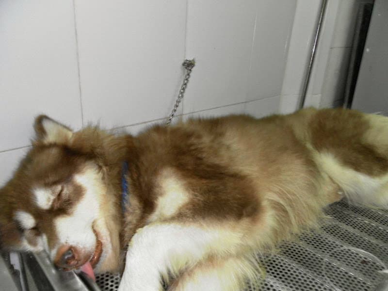 Hình ảnh Phòng khám Thú Y Hải An - 7