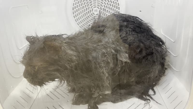 Hình ảnh Cuddle Pet Spa & Hotel - 3