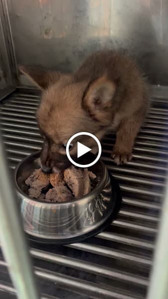 Hình ảnh Phòng Khám Thú Y Xuân Lộc - Khám, Điều Trị Bệnh Chó Mèo Tại Gia Ray - 3