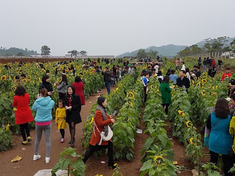 Hình ảnh Đồi hoa hướng dương Nghệ An - 6