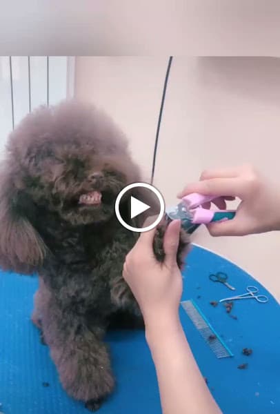 Hình ảnh NaPet - 2