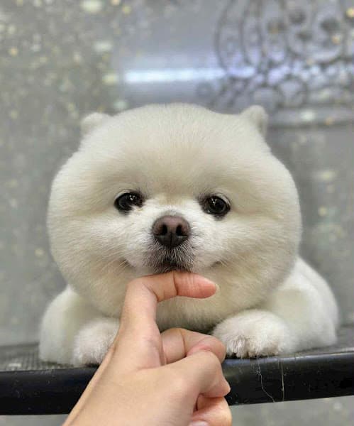 Hình ảnh Arale Petshop Minh Phụng - Spa Cắt Tỉa Lông Chó Mèo Quận 6 - 2