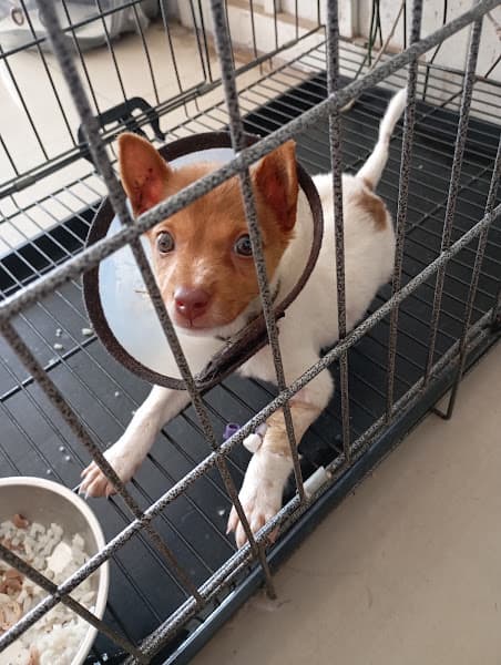 Hình ảnh Bệnh Viện Thú Y Lê Khoa Định Quán - 4