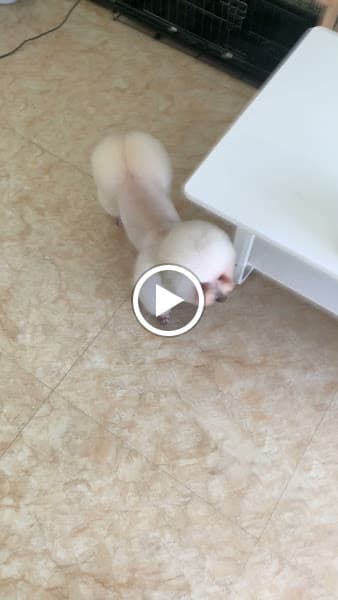 Hình ảnh Vết - Spa chó mèo - 2