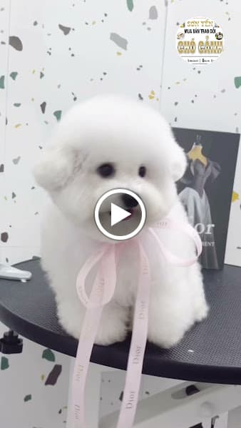 Hình ảnh Sơn Yến Chó Cảnh TP. Vinh Nghệ An - 3