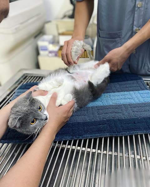 Hình ảnh Thú y Việt Đức - 3