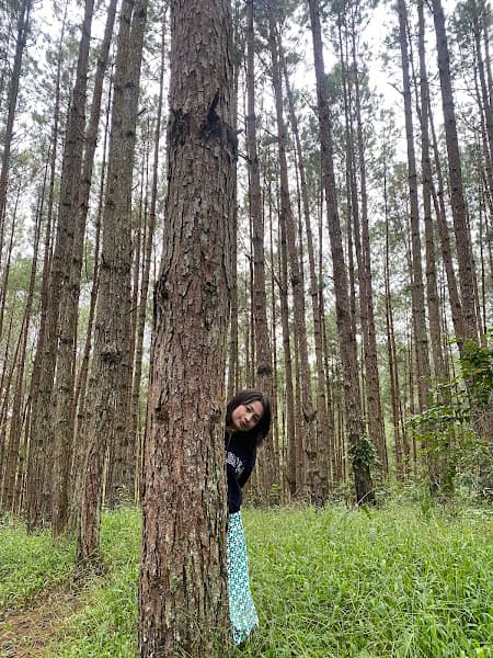 Ảnh bìa Rừng thông