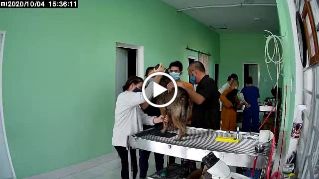 Hình ảnh Bệnh Viện Thú Y OKADA Pet Hospital - 4