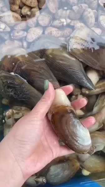 Hình ảnh Vựa Hải Sản Sáu Ốc Chợ Tân Hiệp Biên Hoà Đồng Nai - 3