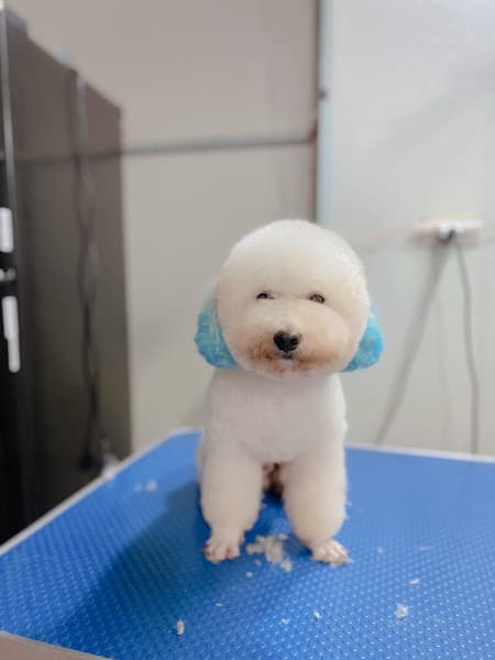 Hình ảnh Phòng Khám Thú Y Flower Pet - 4