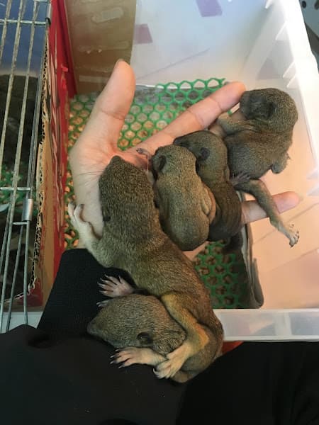 Hình ảnh KPET - Cát mèo giá rẻ & Hotel - Khách sạn Mèo Cún - 2