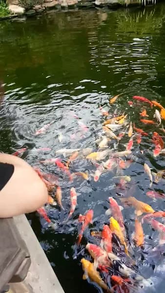 Hình ảnh Cà Phê Nhà Cổ - Một sản phẩm của Kim's - 4