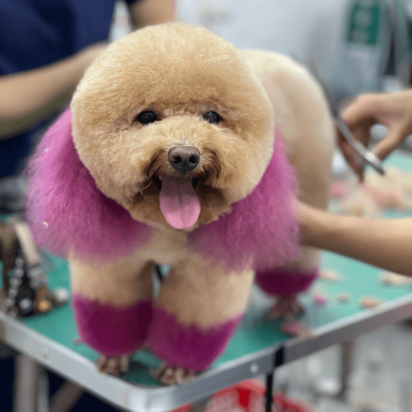 Hình ảnh Bệnh Viện thú y SHIBA - 6