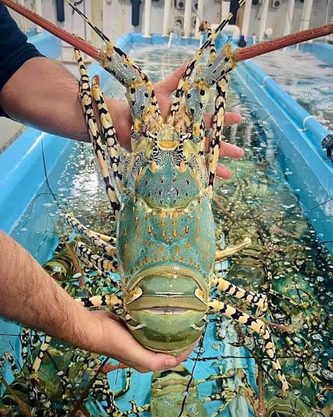 HẢI SẢN GIÁ RẺ PQ