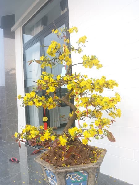 Hình ảnh Sản phẩm từ yến nhà nuôi - 3