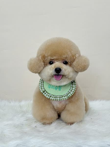 Hình ảnh Xóm Mèo - 2