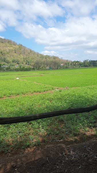 Hình ảnh Vườn Dừa Quán - 5