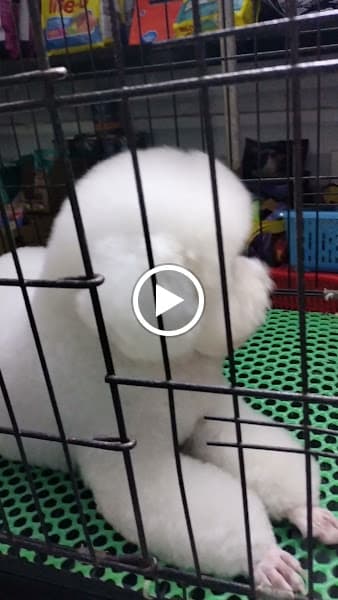 Hình ảnh Phòng Khám Thú Y San San Pet - 4