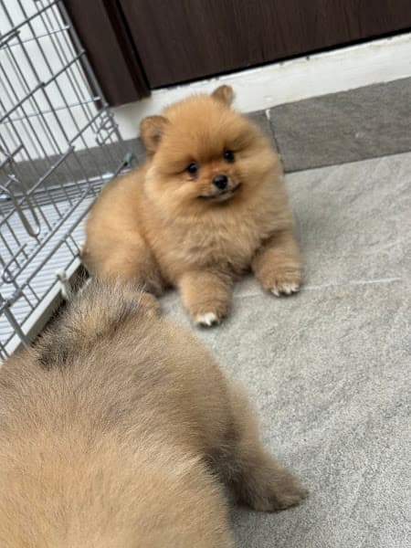 Hình ảnh Bông Dog Shop - Chó Cảnh Đà nẵng - 2