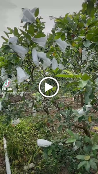 Hình ảnh Nước Ép Nguyên Chất - Sinh Tố - Trái Cây VƯỜN NHÀ TUI - 3