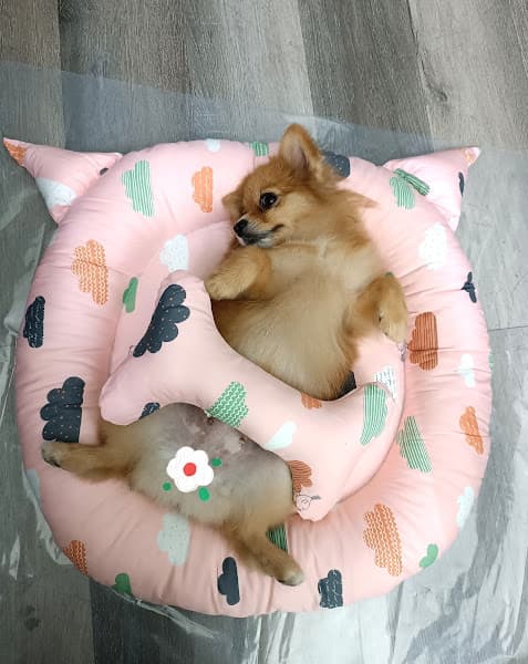 Hình ảnh Tinpet cắt tỉa và phụ kiện thú cưng - 3