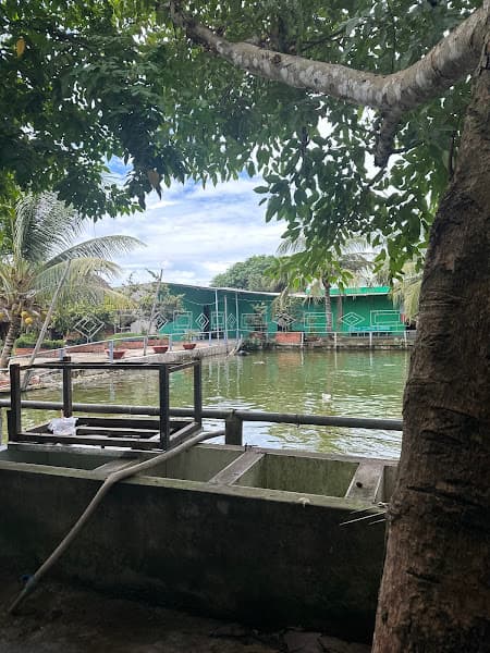 Ảnh bìa Karaoke Hai lúa