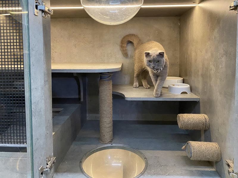 Hình ảnh Cắt Tỉa Lông-Khách Sạn Thú Cưng ZinZin Pethome Chi Nhánh 2 - 2