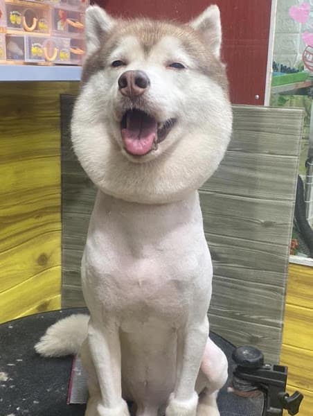 Hình ảnh Chăm sóc thú cưng HoangAnh - 3