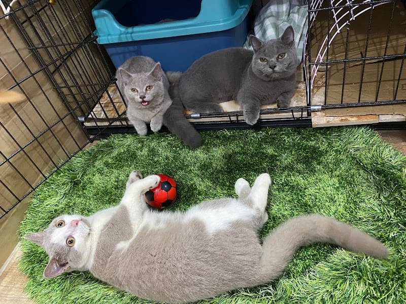 Buu Pet House- Phụ kiện thú cưng Mèo online kho Đồng Nai