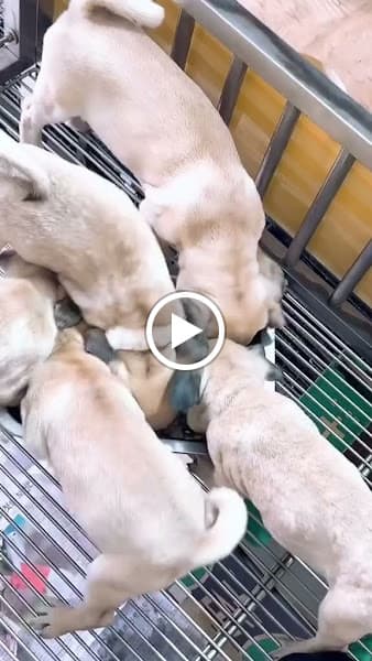 Hình ảnh Trại Chó Mèo Kiểng Ngọc Phương Pet Shop - 5