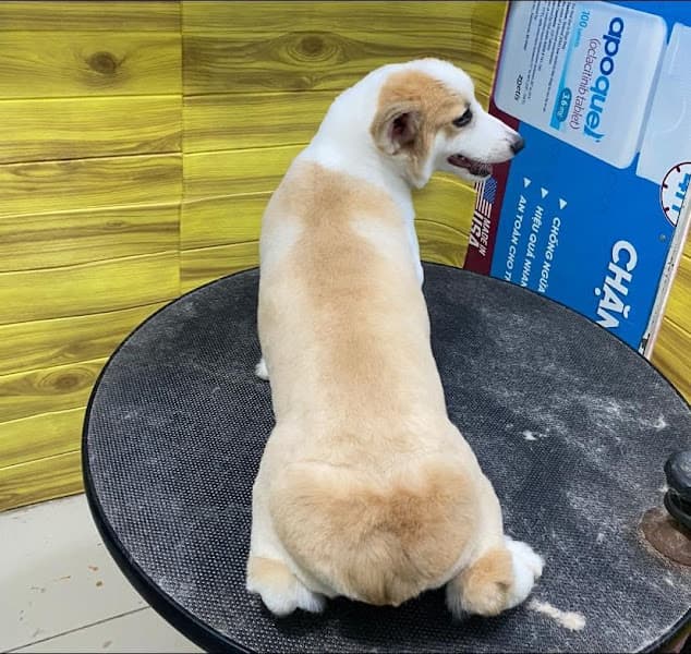 Hình ảnh Chăm sóc thú cưng HoangAnh - 4