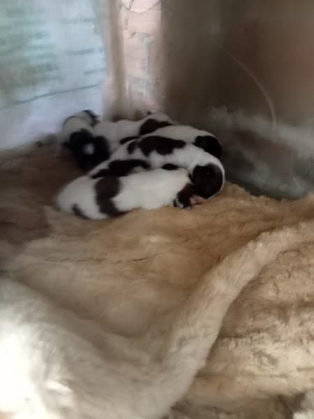 Hình ảnh Chó Cưng - 2